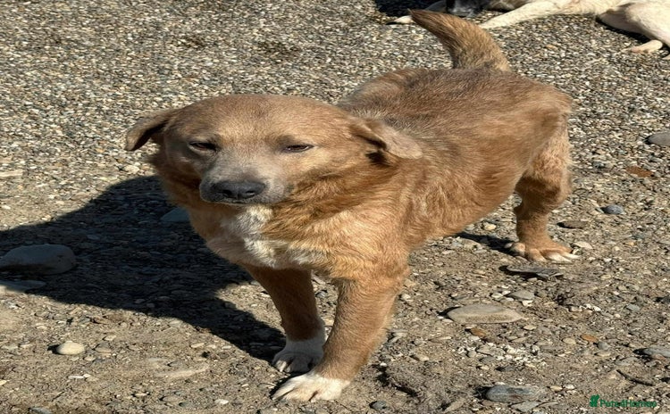Mixed Breed dogs - Advert 14