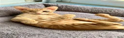 Arabian Mau cats for adoption: Two Female Rescue Kittens for Adoption Together - Advert 6