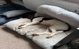 Mixed Breed dogs for adoption: Rots adorable 8 mthold Bouncy Springer Spaniel Pup - Image 6