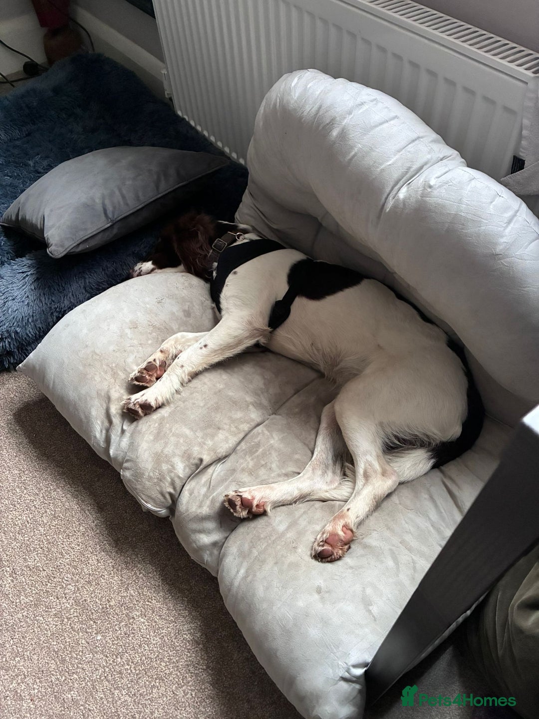 Mixed Breed dogs for adoption: Rots adorable 8 mthold Bouncy Springer Spaniel Pup - Image 6