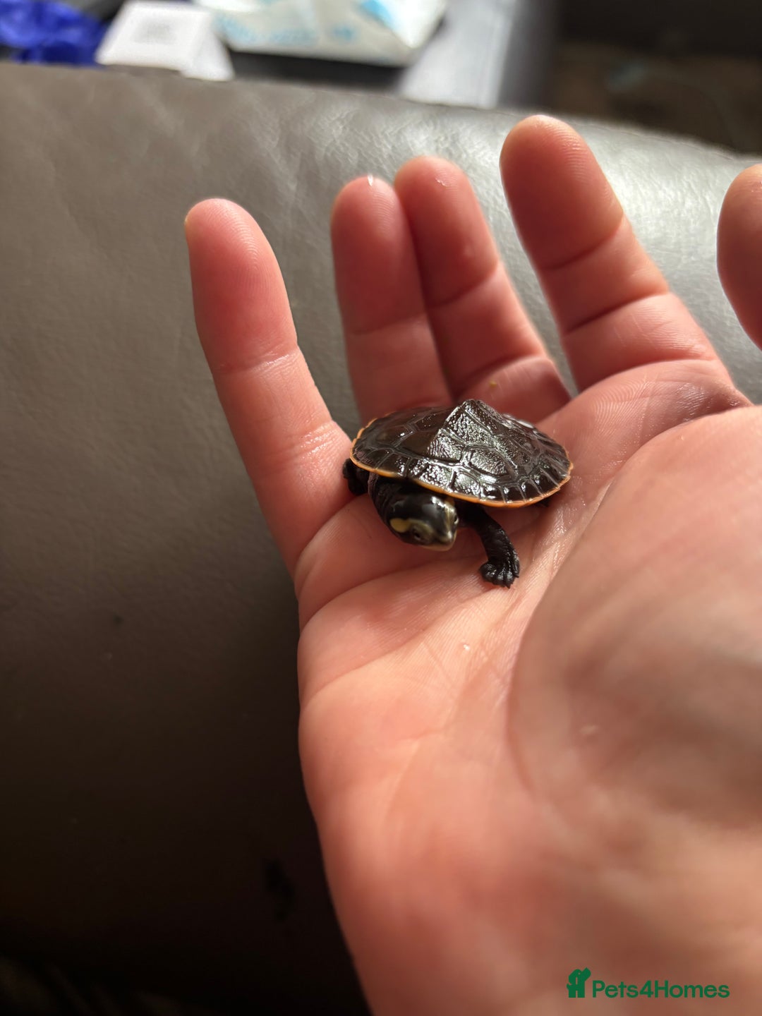 Turtle reptiles for sale: Baby pink bellied side neck turtle  - Image 6