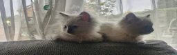 Ragdoll cats for sale: Beautiful ragdoll kittens - Advert 7