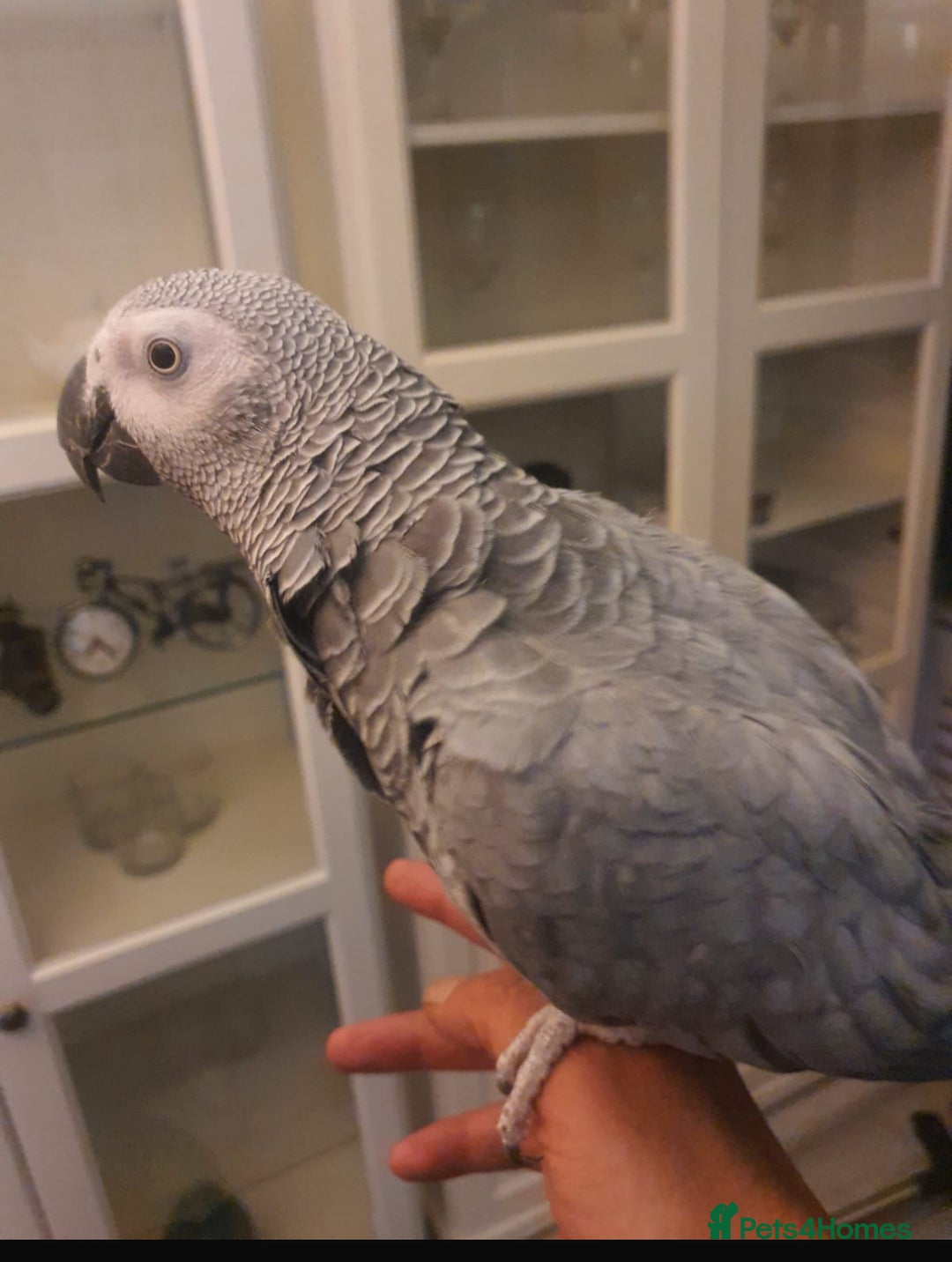 Parrots birds for sale: Silly tame parrot  - Image 3
