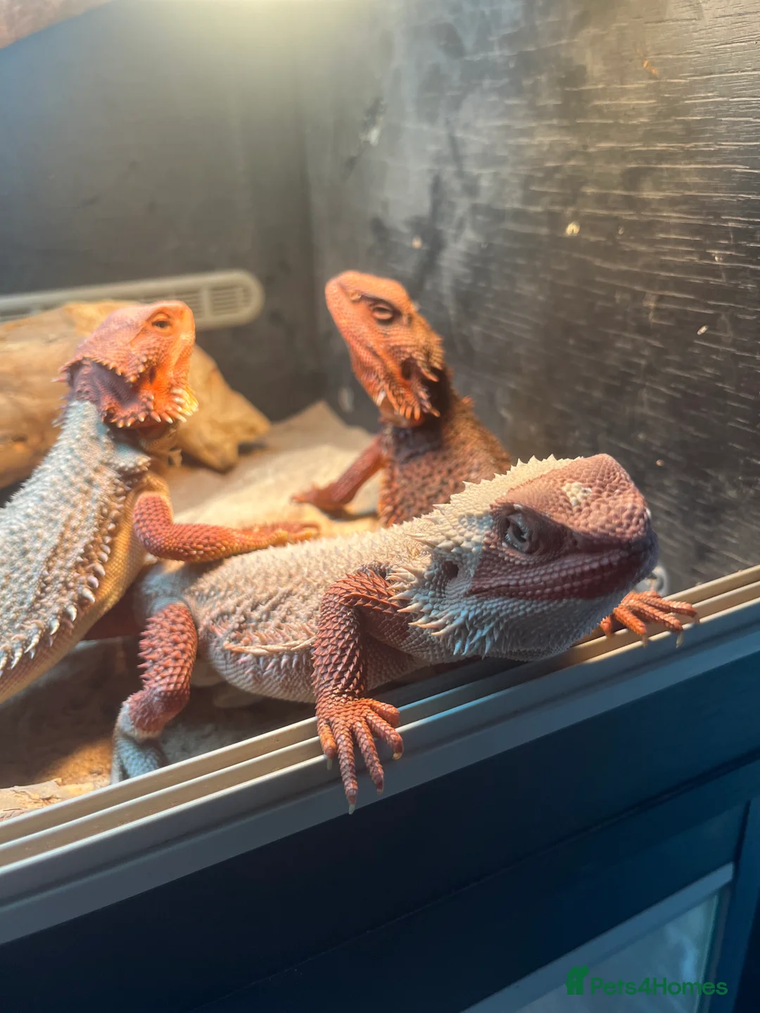 Bearded Dragon reptiles for sale: Red Bearded dragon  - Advert 6