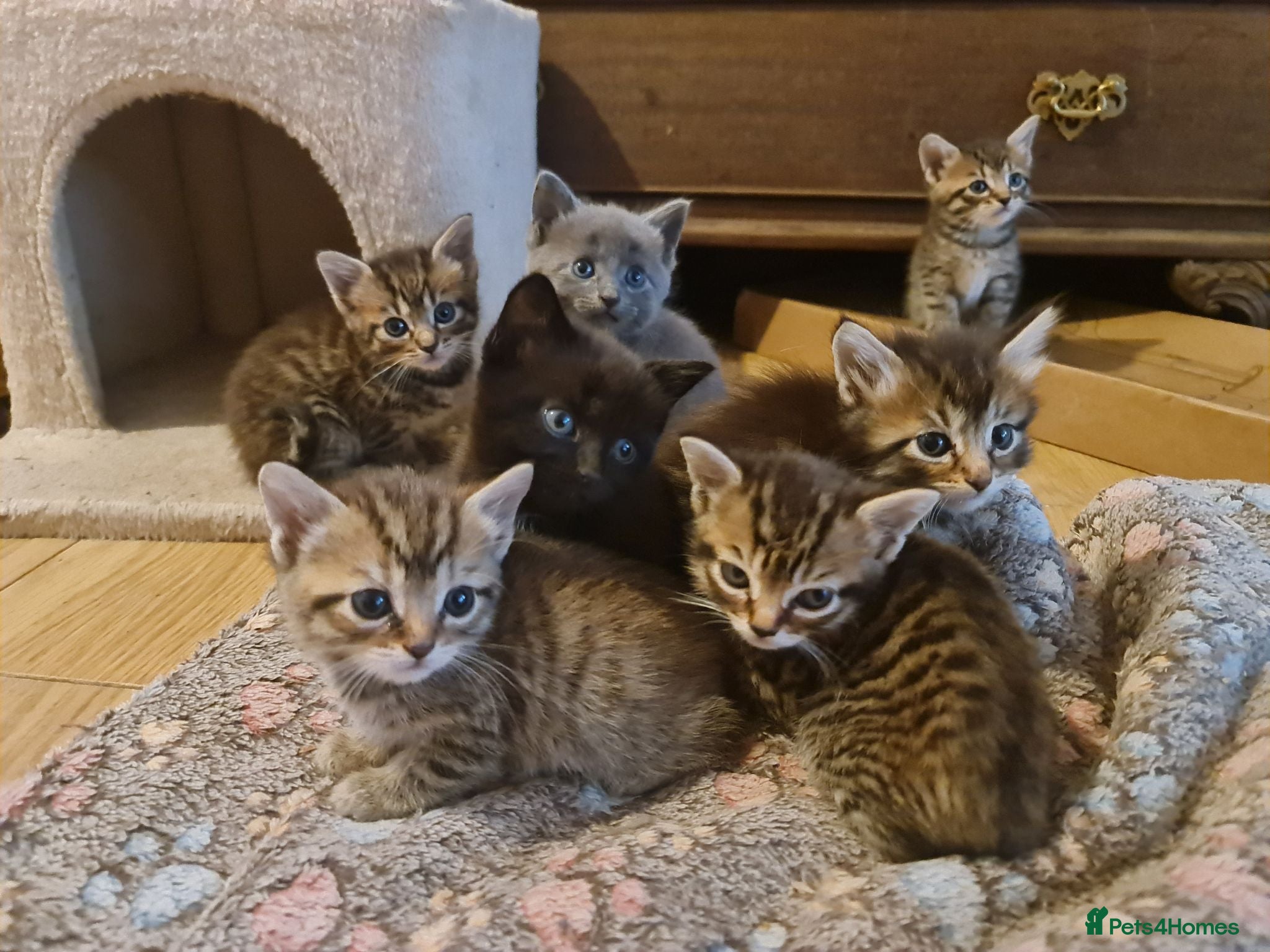 Mixed Breed cats Kittens for sale  - Advert 1
