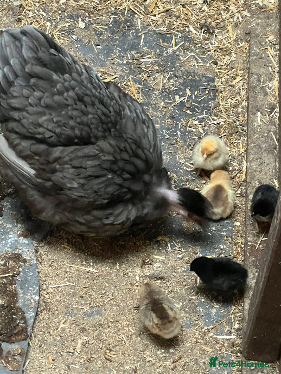 Chickens poultry for sale: Mum with chicks for sale  - Image 8