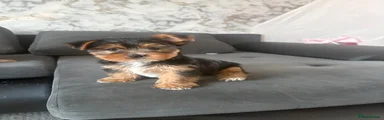 Yorkshire Terrier 1