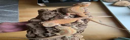 Bearded Dragon reptiles for sale: Baby Bearded Dragon  in Edinburgh - Advert 2