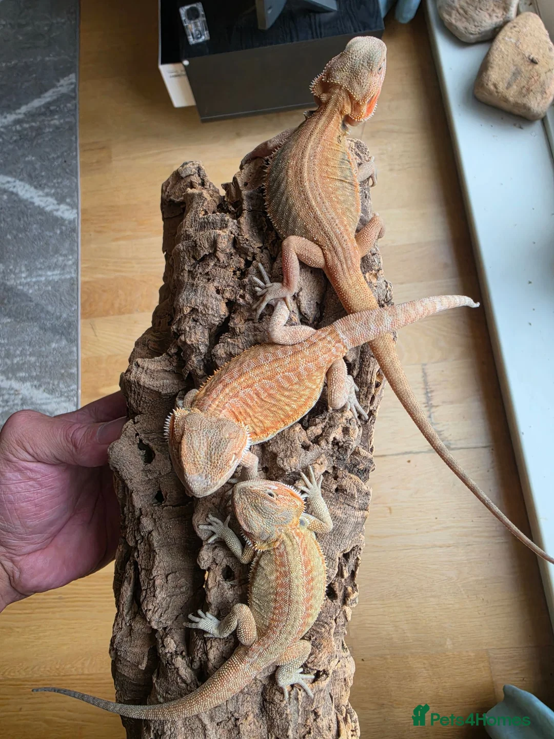 Bearded Dragon reptiles for sale: Baby Bearded Dragon  in Edinburgh - Advert 2