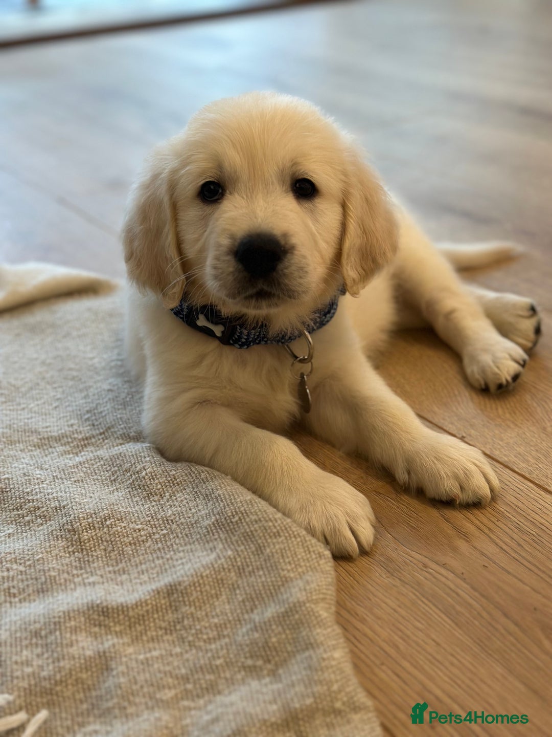 Golden Retriever dogs for stud: Barry - Golden Retriever KC Registered Pedigree  - Advert 8