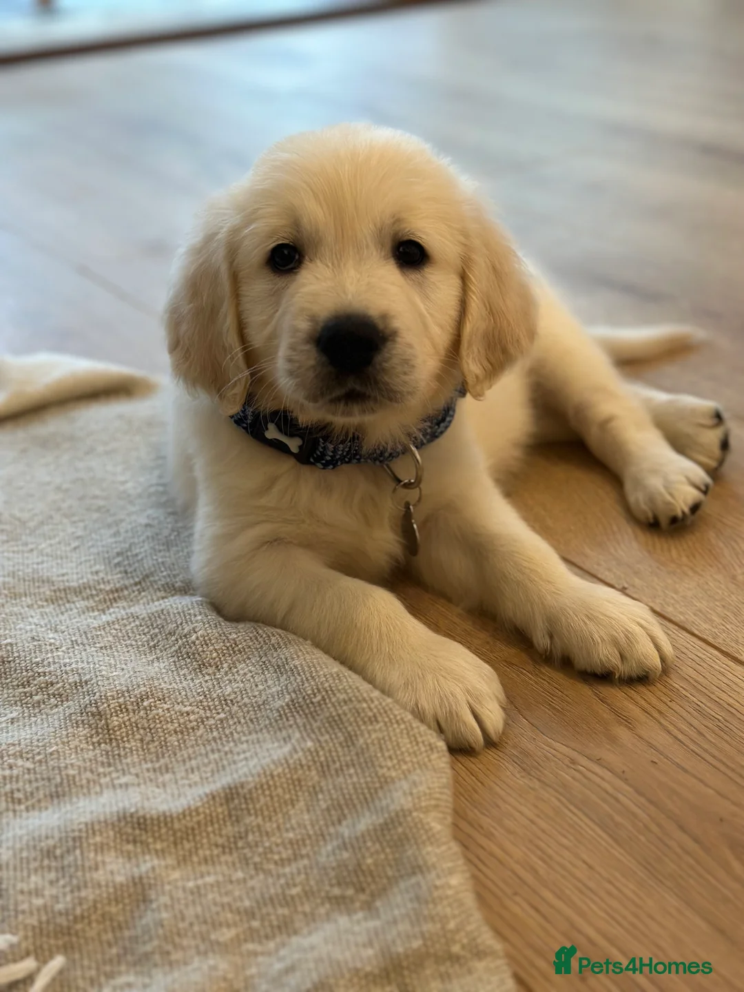 Golden Retriever dogs for stud: Barry - Golden Retriever KC Registered Pedigree  - Advert 8