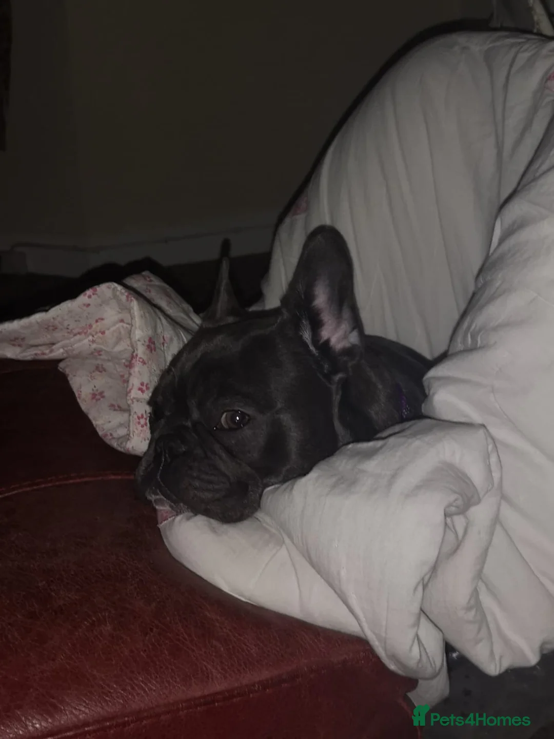 French Bulldog dogs for sale: French Bulldog needs rehoming - Advert 5