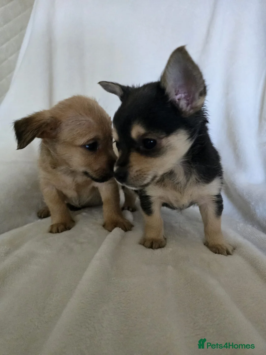 Chihuahua dogs for sale: Chihuahua puppies  - Advert 9