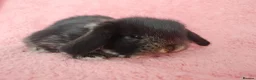Mini Lop rabbits for sale: Baby mini Lops  for sale  - Advert 10
