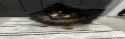 Pomeranian dogs for sale: Pomeranian - Advert 2
