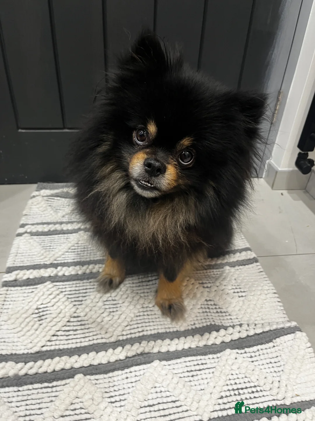 Pomeranian dogs for sale: Pomeranian - Advert 2
