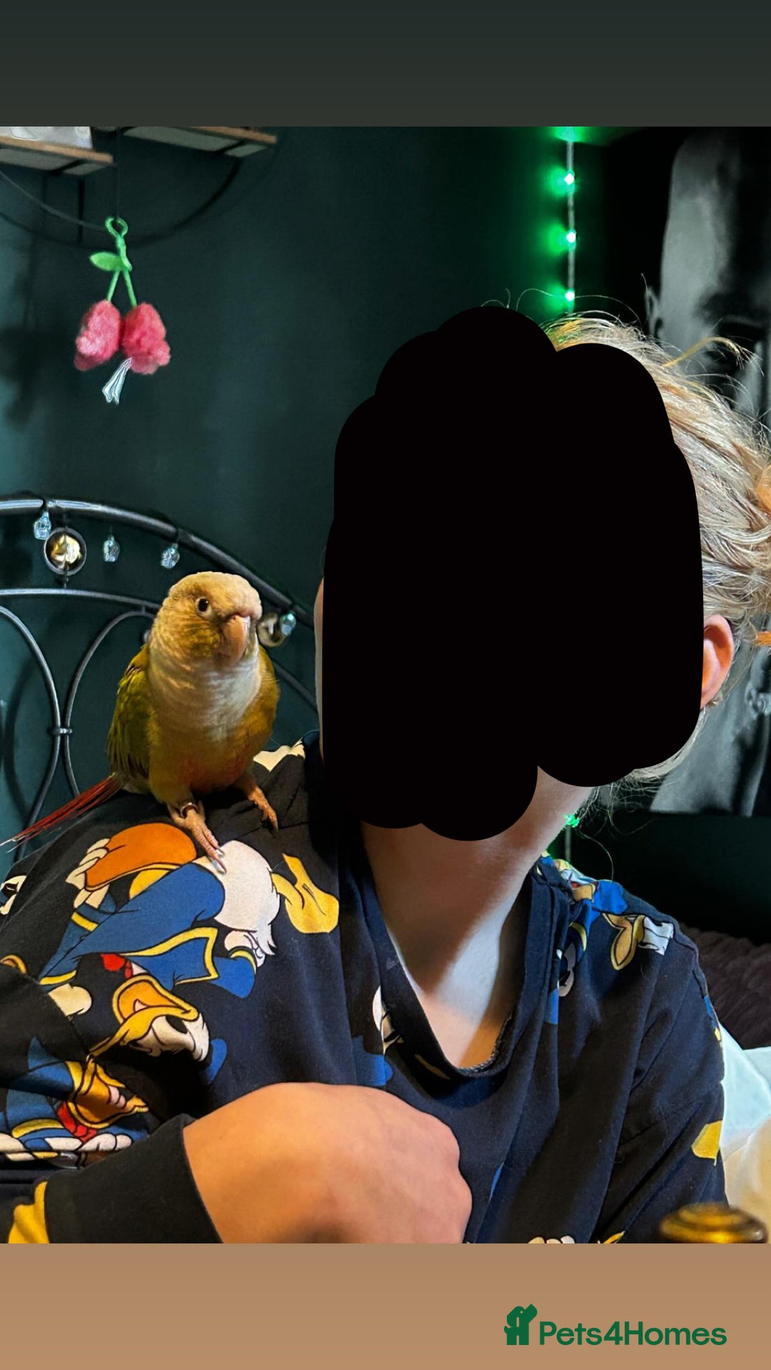 Conures birds for sale: Beautiful 1-Year-Old Conure Very Tame & Talkative - Advert 4