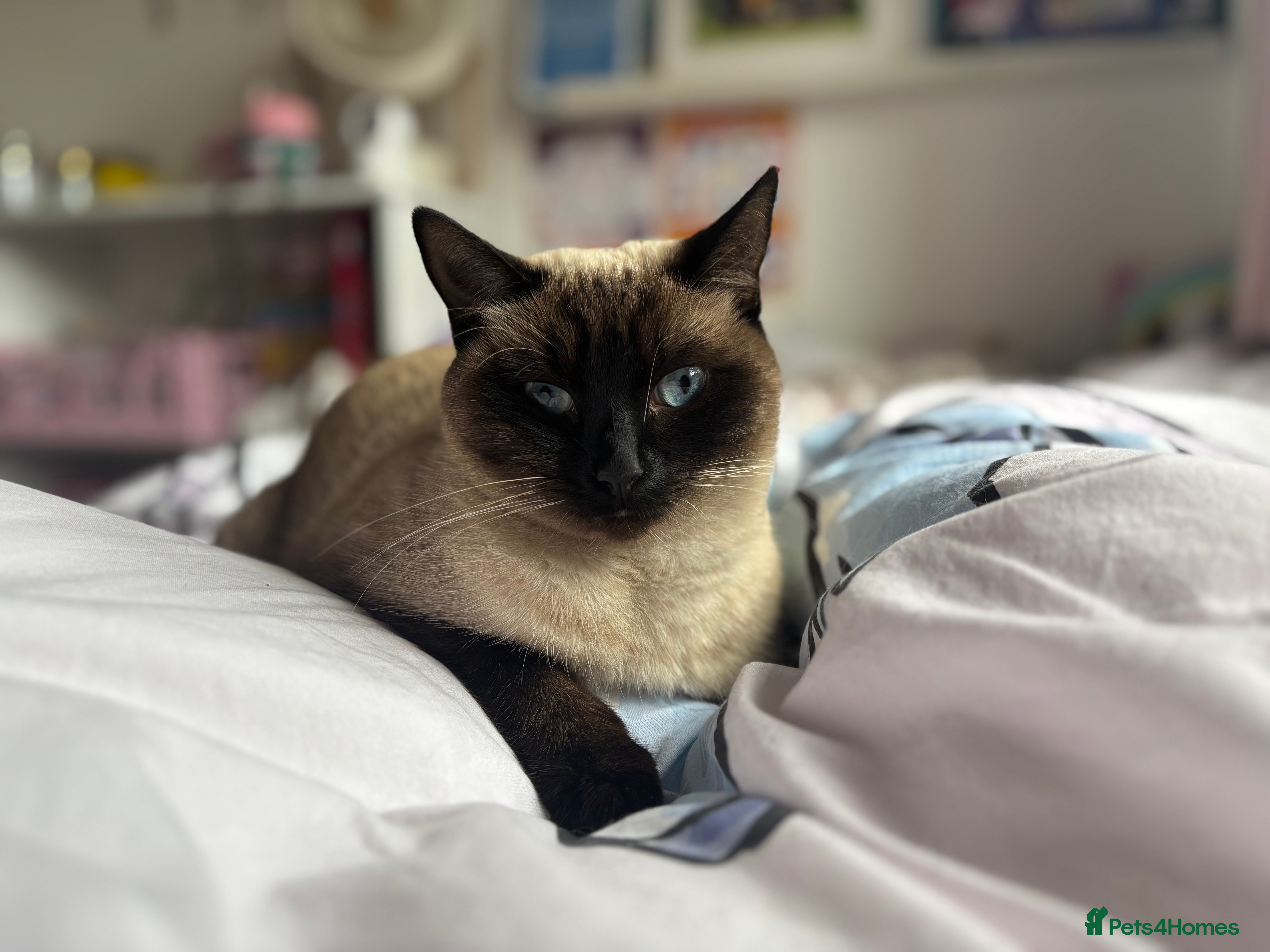 Siamese cats Ragdoll / Siamese Cat - Advert 3