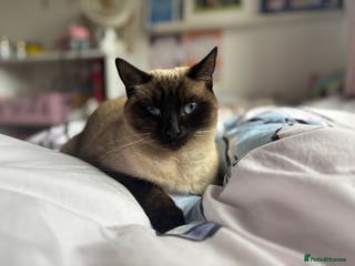 Siamese cats Ragdoll / Siamese Cat - Advert 3