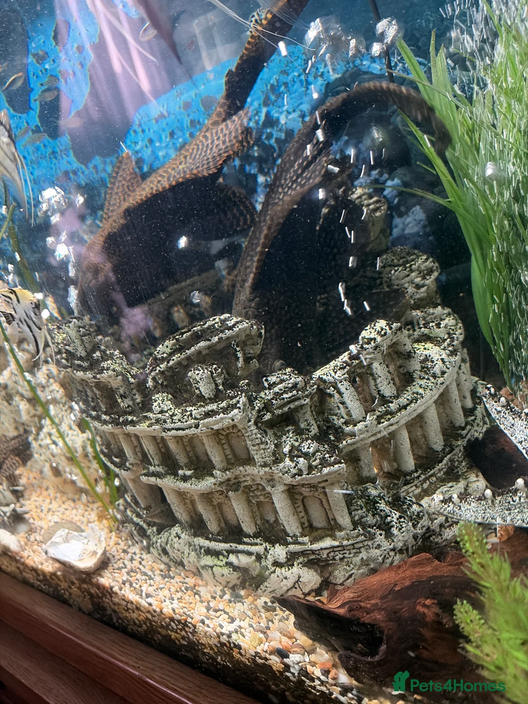 Plecos fish for sale: Plecs for sale x5 - Advert 1