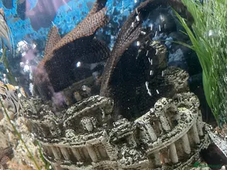 Plecos fish Plecs for sale x5 - Advert 9