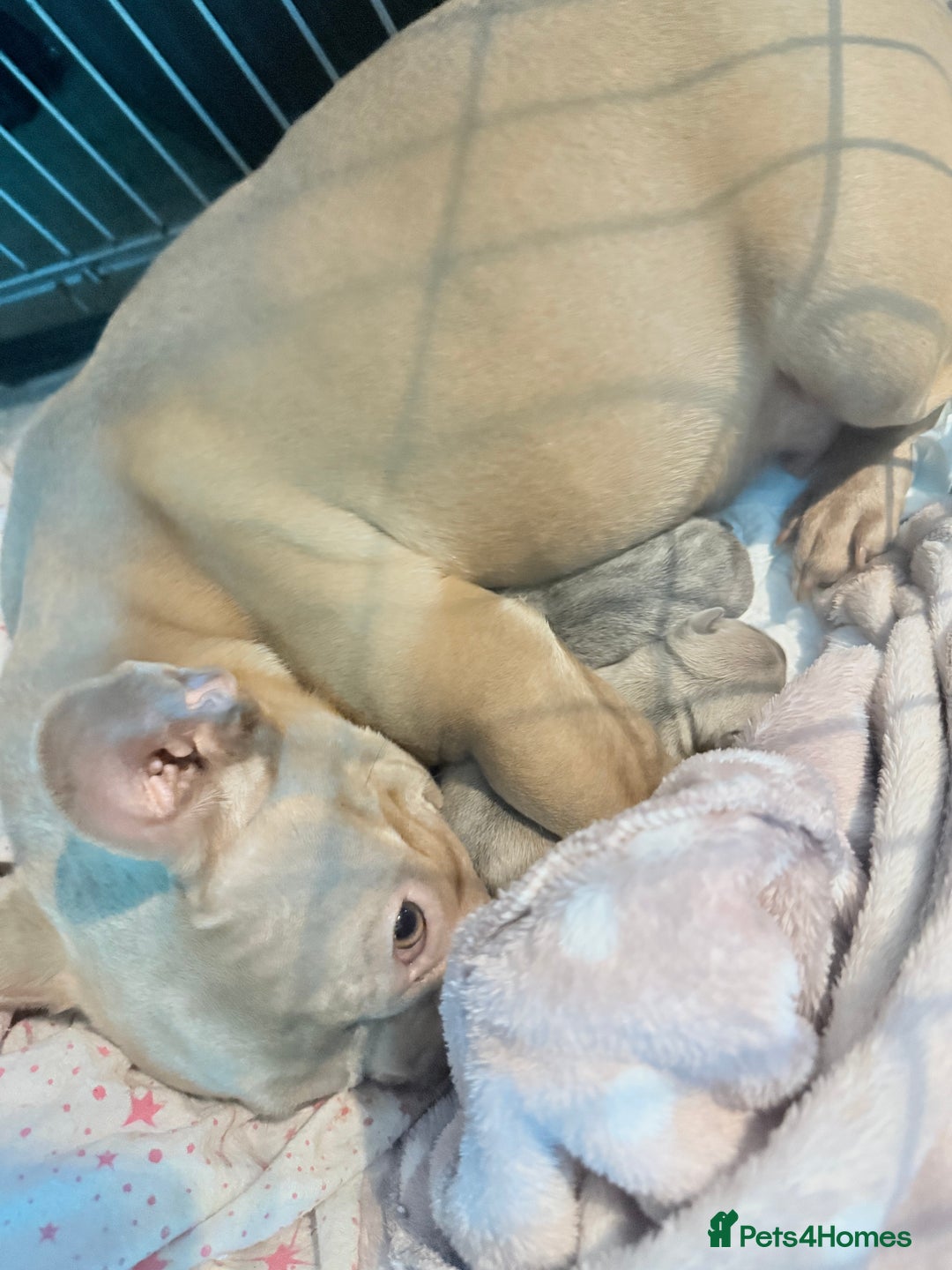 French Bulldog dogs for sale: French Bulldog Pups - Blue & New Shade Isabella 🐾 - Advert 3