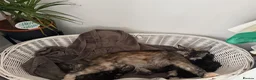 Maine Coon cats for sale: ❤️ Beautiful Active Maine Coon XL TICA Kittens ❤️ - Advert 20