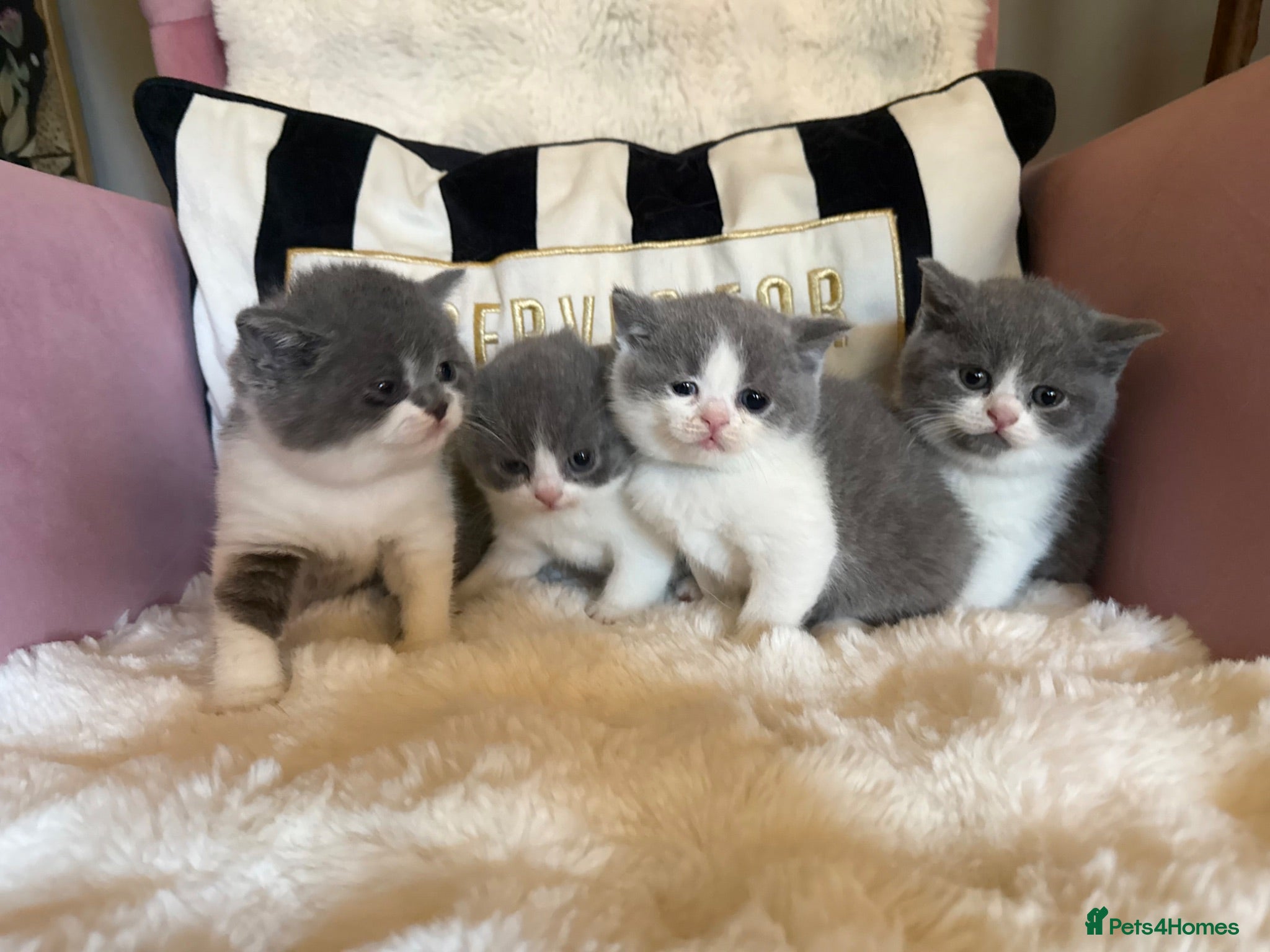 British Shorthair cats Summer sale🏆Champion British Shorthair kittens😻 - Advert 1