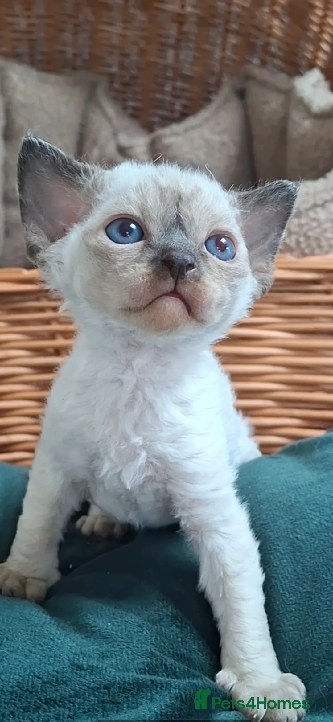 Devon Rex cats for sale: Beautiful Devon rex - Advert 10