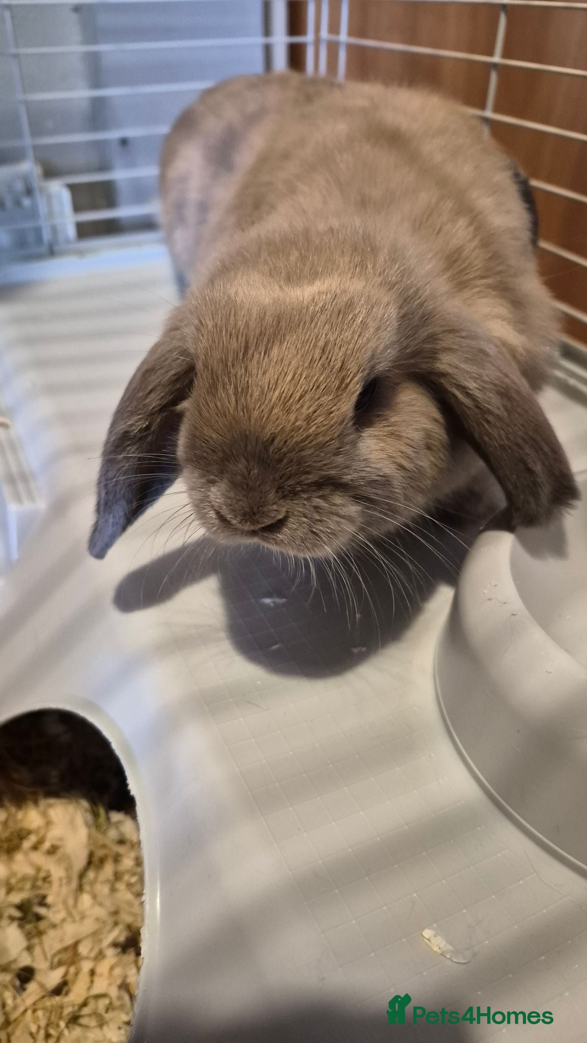 Mini Lop rabbits Mini lops - Advert 3