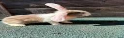 Giant Papillon rabbits for sale: continental giant , minilop , netherland draft - Advert 21