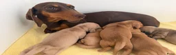Miniature Dachshund dogs for sale: KC red and cream smooth miniature dachshunds  - Advert 2