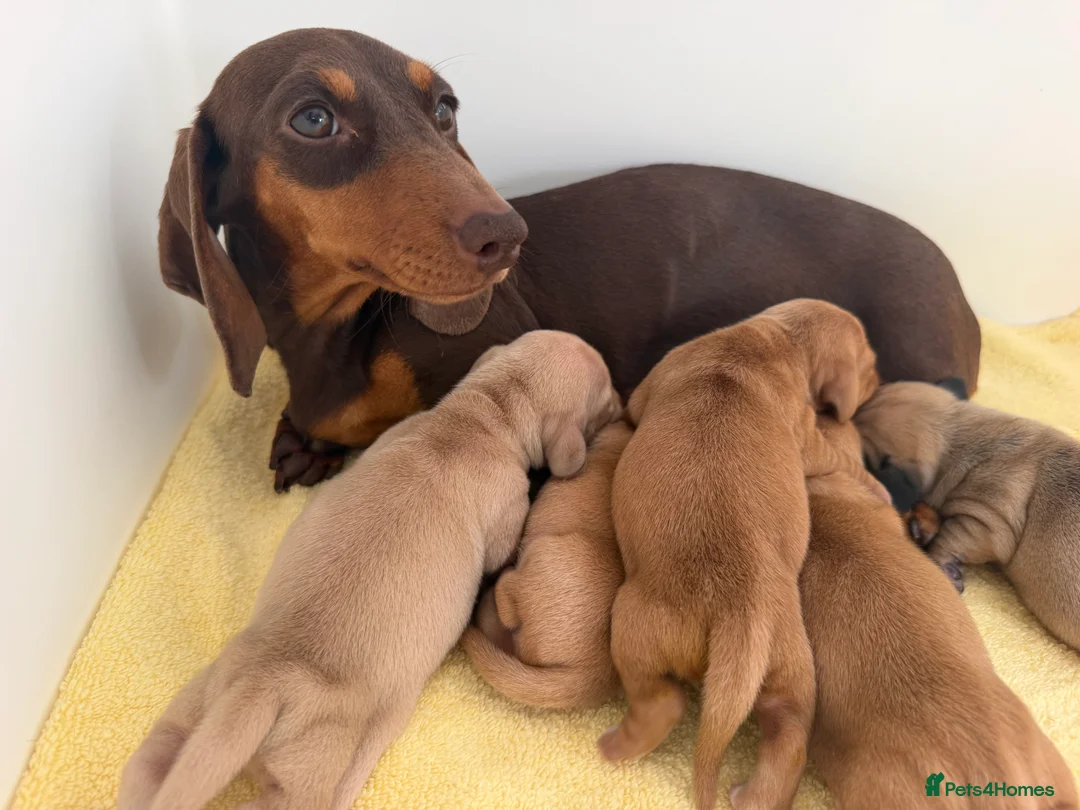 Miniature Dachshund dogs for sale: KC red and cream smooth miniature dachshunds  - Advert 2