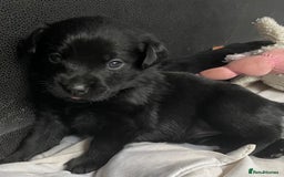 Mixed Breed dogs for sale: YOUR NEW BEST FRIEND IS WAITING!  - Image 23