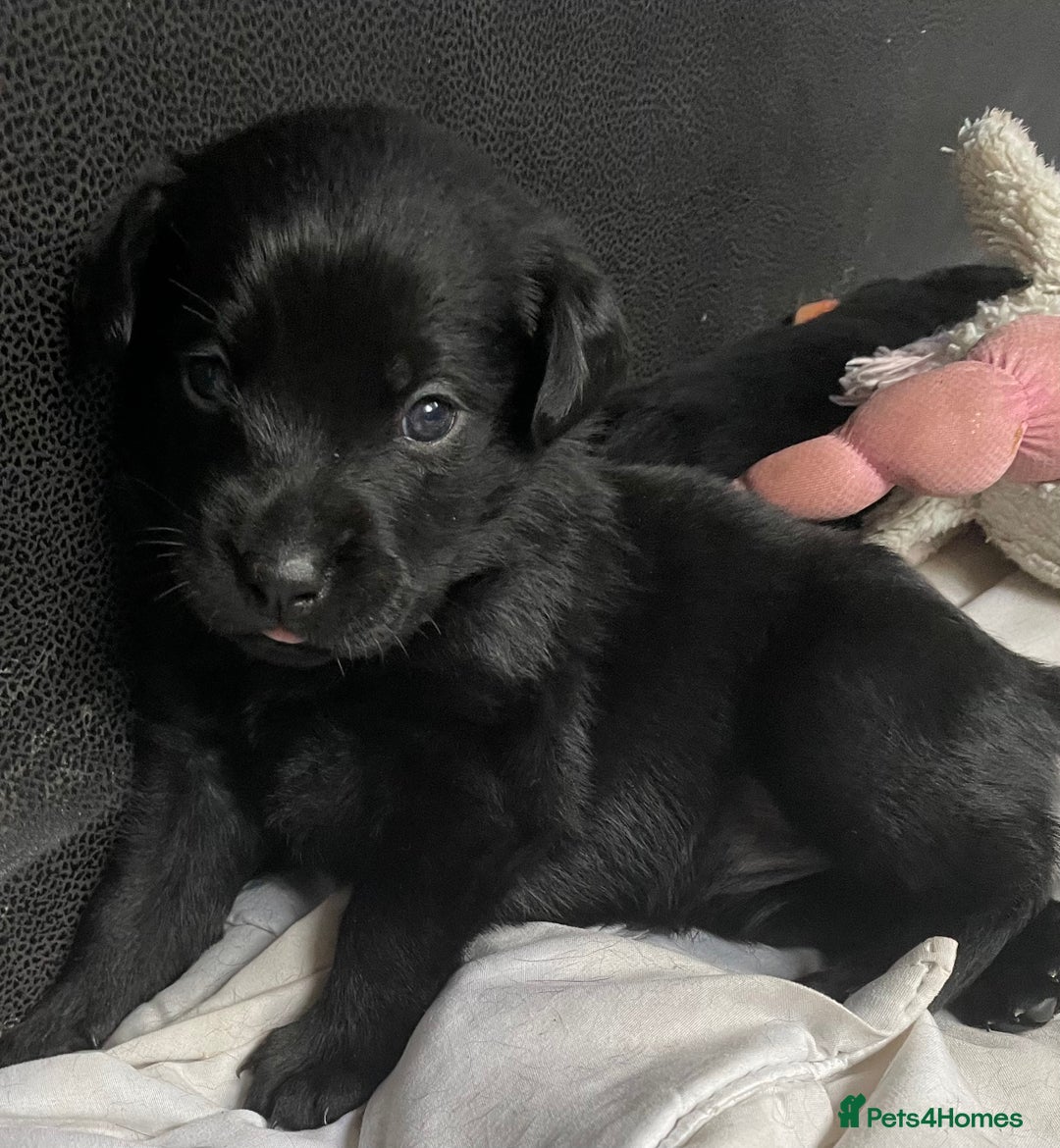 Mixed Breed dogs for sale: YOUR NEW BEST FRIEND IS WAITING!  - Image 23