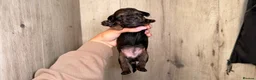 Mixed Breed dogs for sale: Border terrier x patterdale - Advert 9