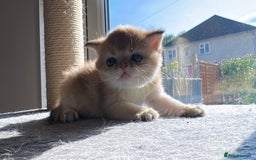 Scottish Fold cats for sale: 🐾Golden Teddy Bears – Ready for Reservation - Image 10