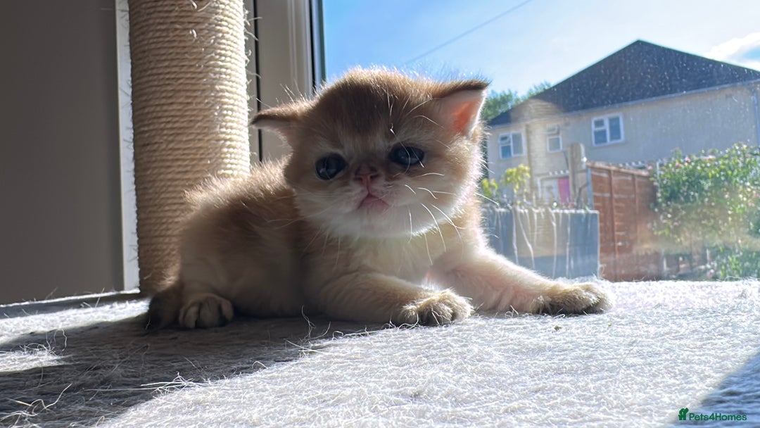 Scottish Fold cats for sale: 🐾Golden Teddy Bears – Ready for Reservation - Image 10