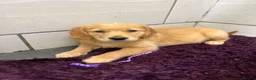 Golden Retriever dogs for sale: Stunning Golden Retriever pups - Advert 4