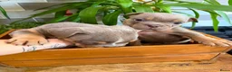 English Bulldog dogs for sale: Fabulous colours healthy bulldog puppies  - Advert 19