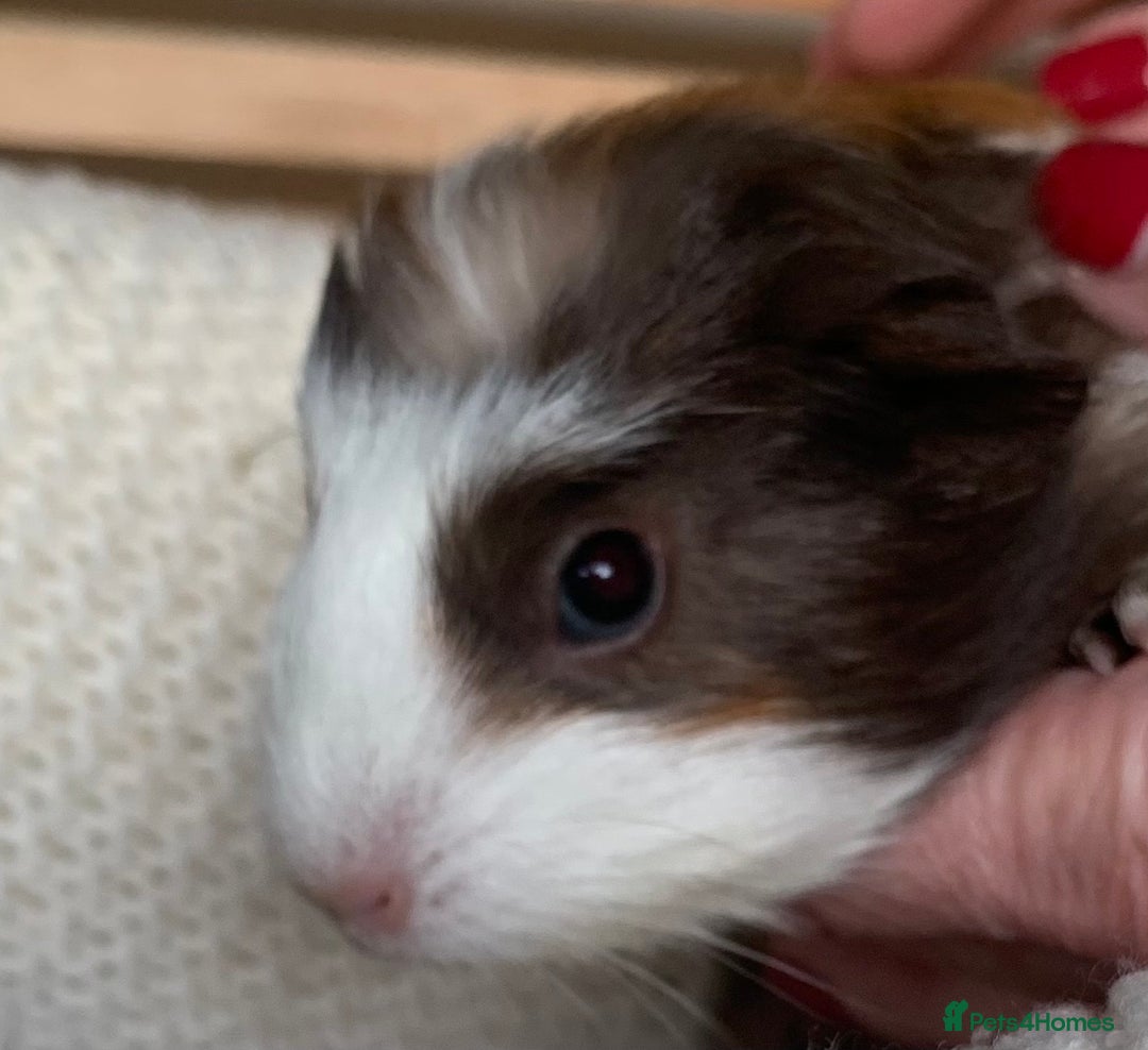 Guinea Pig rodents for sale:  VERY tame, healthy, GORGEOUS baby boy Guinea pigs - Advert 19