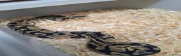 Mixed Breed reptiles for sale: Ball pythons, tarantula, African land snails - Advert 11