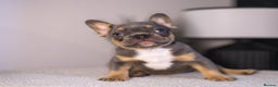 French Bulldog dogs for sale: Beautiful French bulldog puppies!  - Advert 4