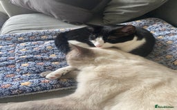 British Shorthair cats for sale: Vinnie and Tilly - Image 5