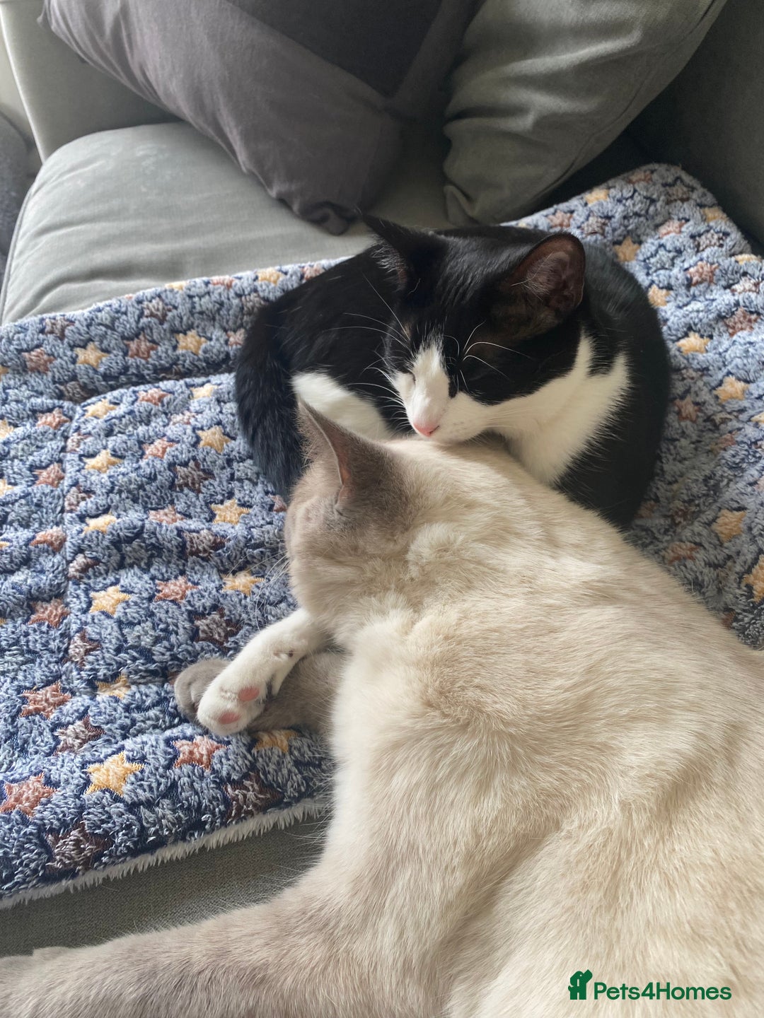 British Shorthair cats for sale: Vinnie and Tilly - Image 5