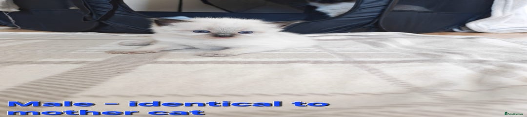 Ragdoll Kitten 2