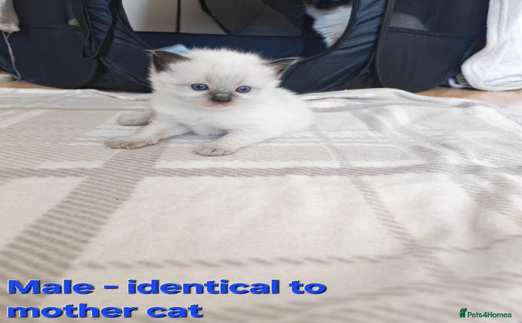 Ragdoll cats - Advert 11