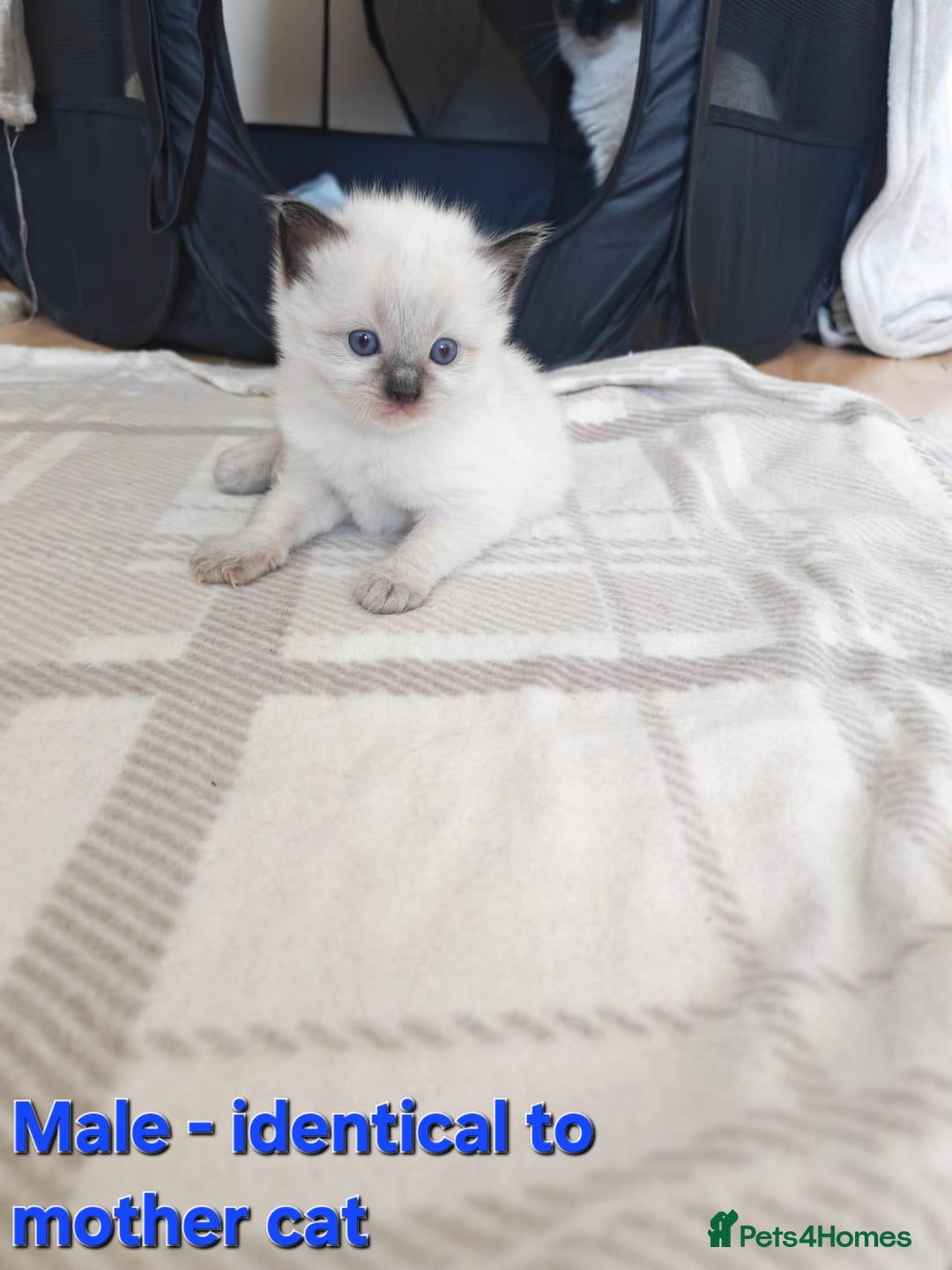 Ragdoll cats for sale: Ragdoll kittens (2 boys left) - Image 1