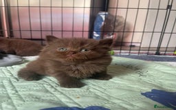 British Longhair cats for sale: Purebred Chocolate British longhair  kittens  - Image 15
