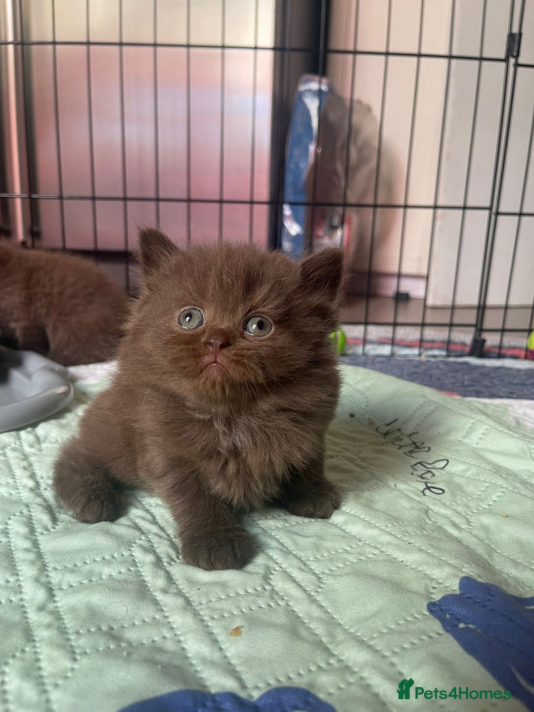 British Longhair cats for sale: Purebred Chocolate British longhair  kittens  - Image 15